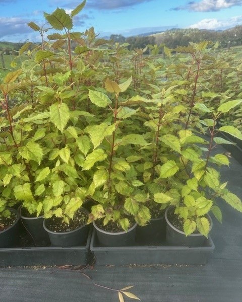 Wineberry - Aristotelia serrata image