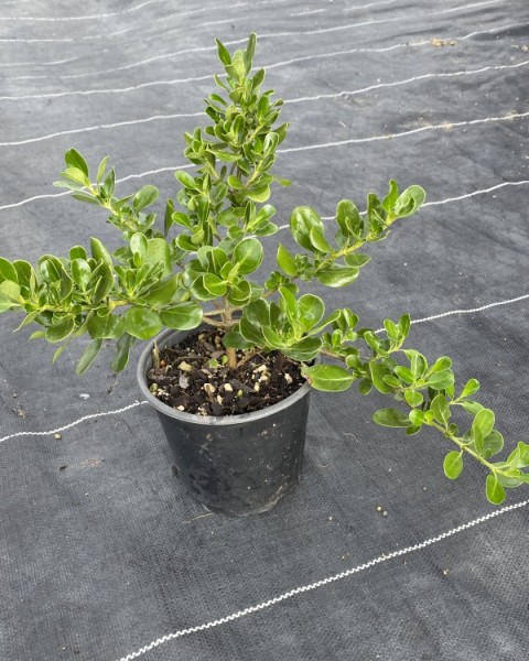 Coprosma repens 'Poor Knights' image