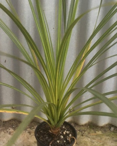 Cabbage Tree image
