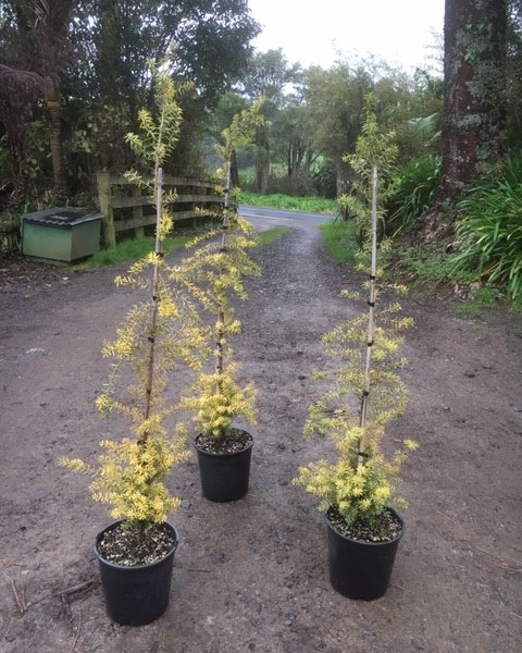 Golden Totara image