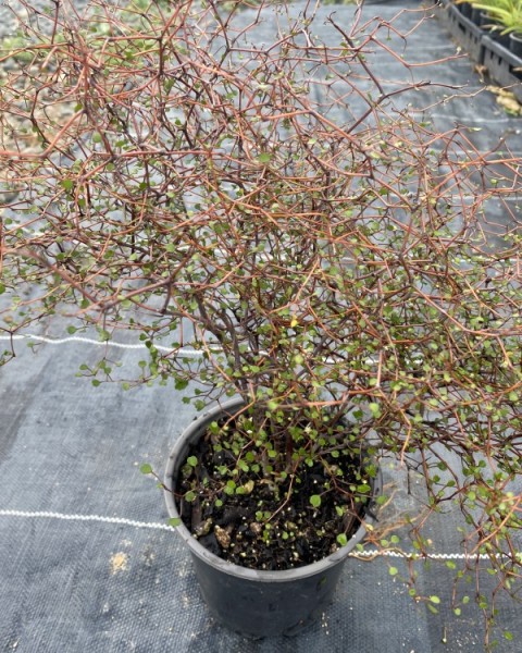 Muehlenbeckia astonii image