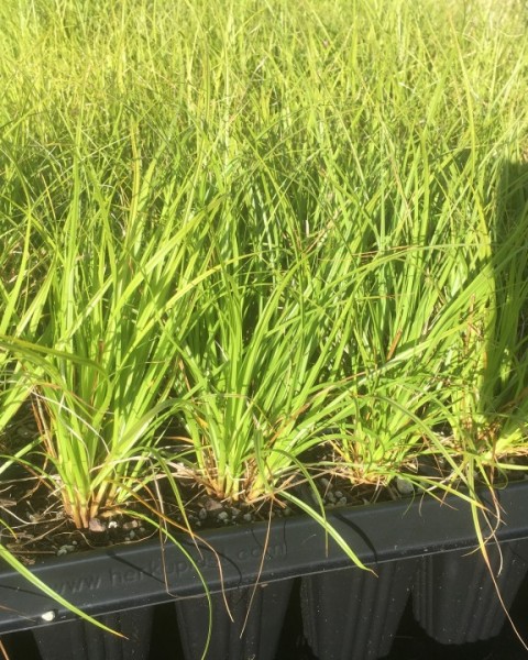 Carex virgata image