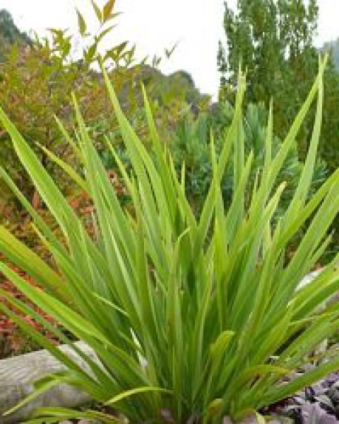 Phormium 'Emerald Gem'  image