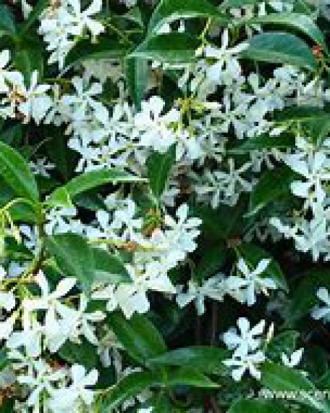 Star Jasmine   image