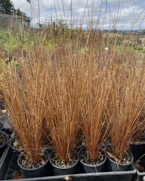 Carex buchananii image