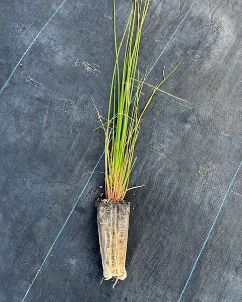 Rush - Juncus pallidus image