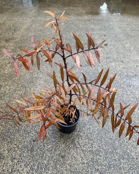 Kauri - Agathis australis image