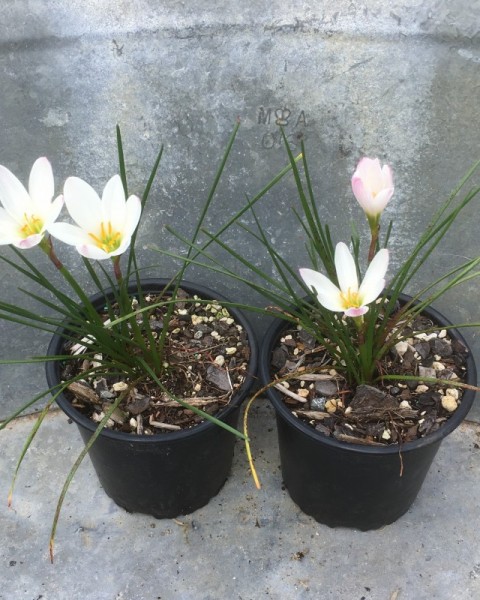 Rain Lily - Zephyranthes candida  image