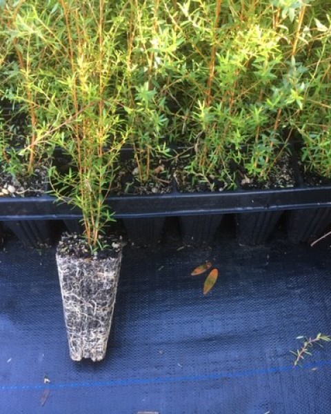 Manuka, Tea Tree (T28) 28 plants per tray image