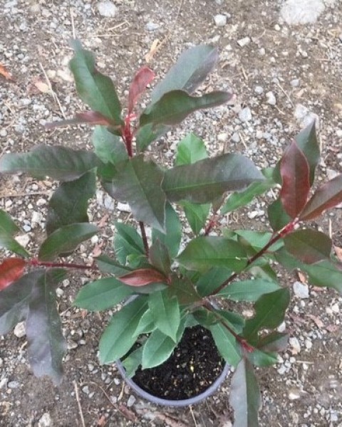 Red Robin - Photinia image