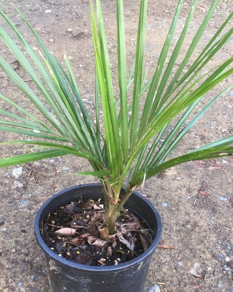 Nikau Palm - Rhopalostylis sapida  image
