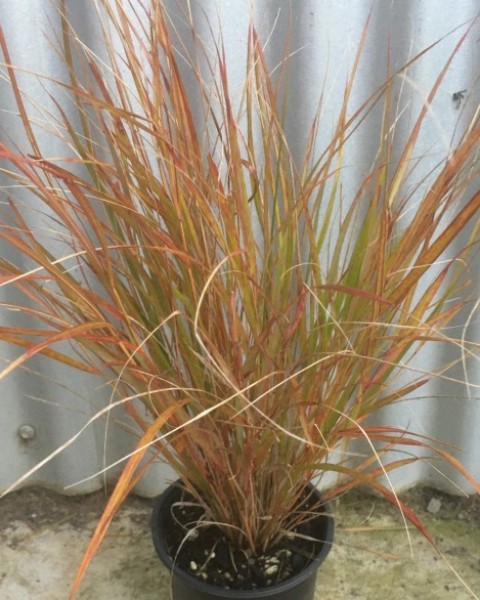 Anemanthele lessoniana image